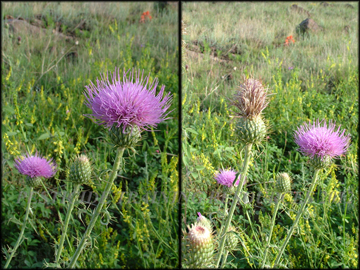 Flowers, Fruit