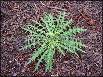 Rosette