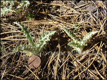 Seedlings