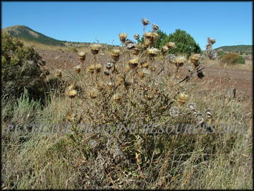 Senescent Plant