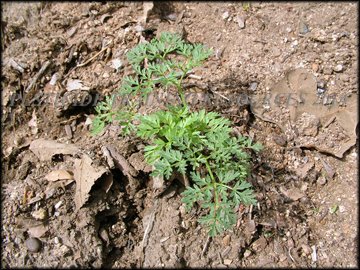 Small Plants