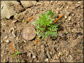 Seedlings