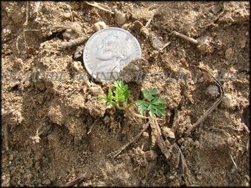 Seedling