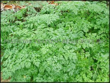 Foliage