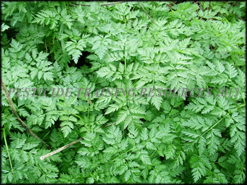 Foliage