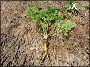 Plant and Roots