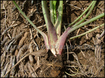 Base of Plant