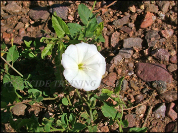Flowers and Foliage