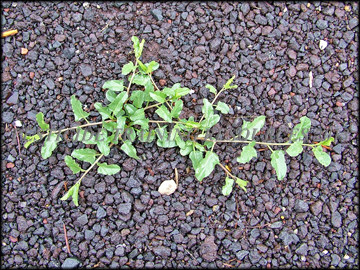 Small Plants