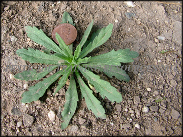 Small Plant