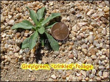 Small Plant