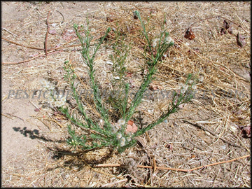 Plant