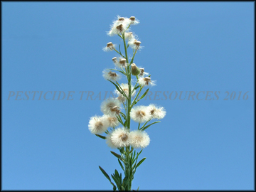 Inflorescence