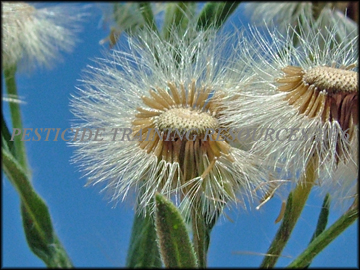 Seed