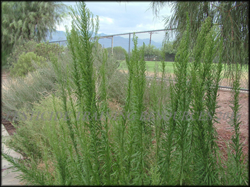 Plants