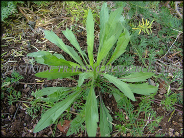 Small Plant