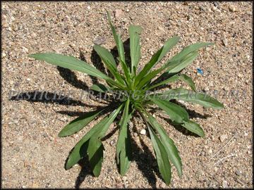 Small Plant