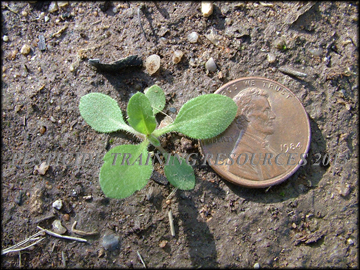 Small Plant