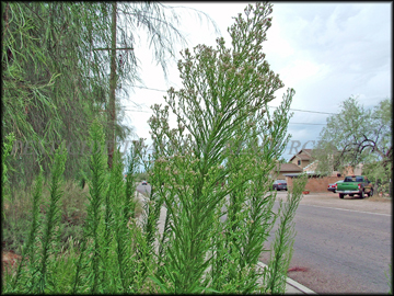 Top of Plants