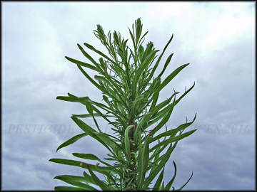 Foliage