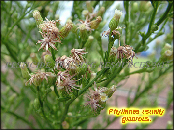 Phyllaries