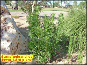 Plants