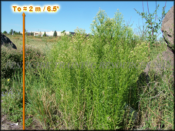 Mature Plants