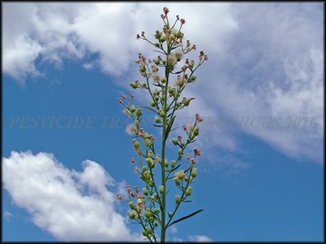 Inflorescence