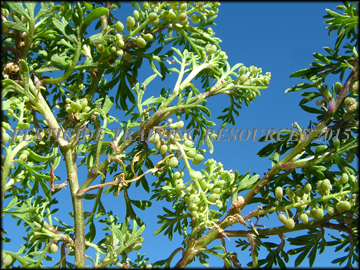 Foliage and Fruit