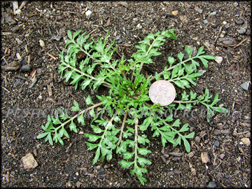 Small Plant
