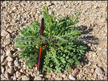 Small Plant