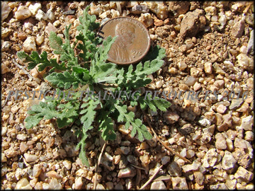 Small Plant