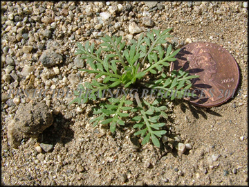 Small Plant