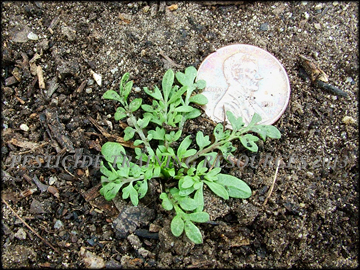 Seedling