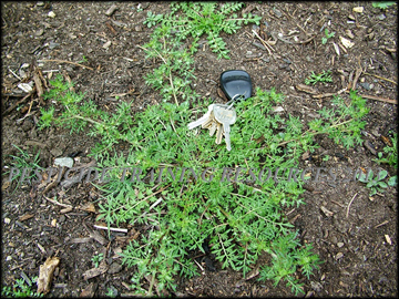 Mature Plant