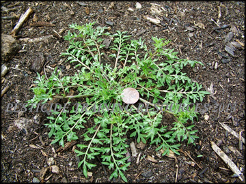 Plant