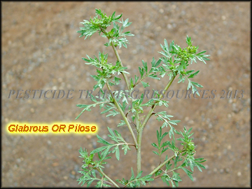 Foliage