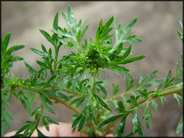 Foliage
