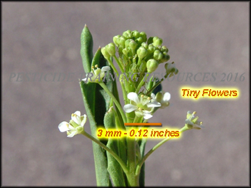 Inflorescense