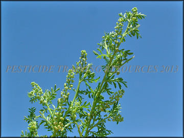 Foliage and Fruit