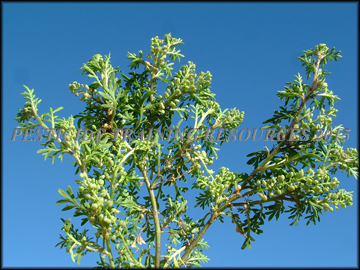 Foliage, Mature Plant