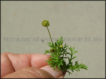 Foliage and Flowers