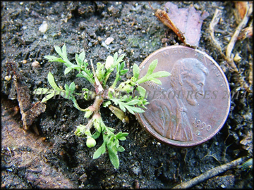 Small Plant