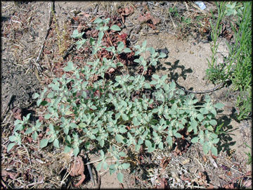 Plant