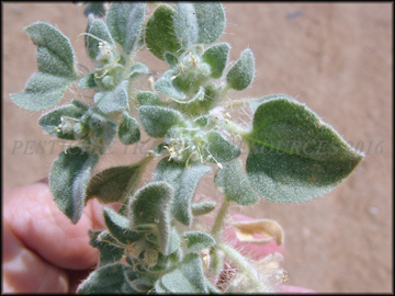 Foliage