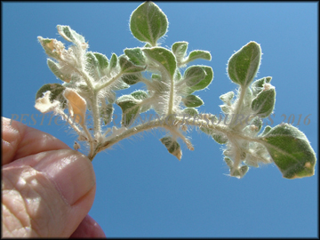 Foliage & Stem