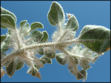 Foliage & Stem