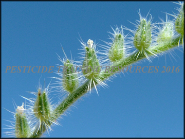 Fruit