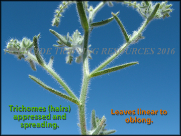 Stem and Leaves