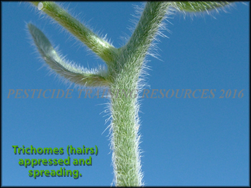 Stem